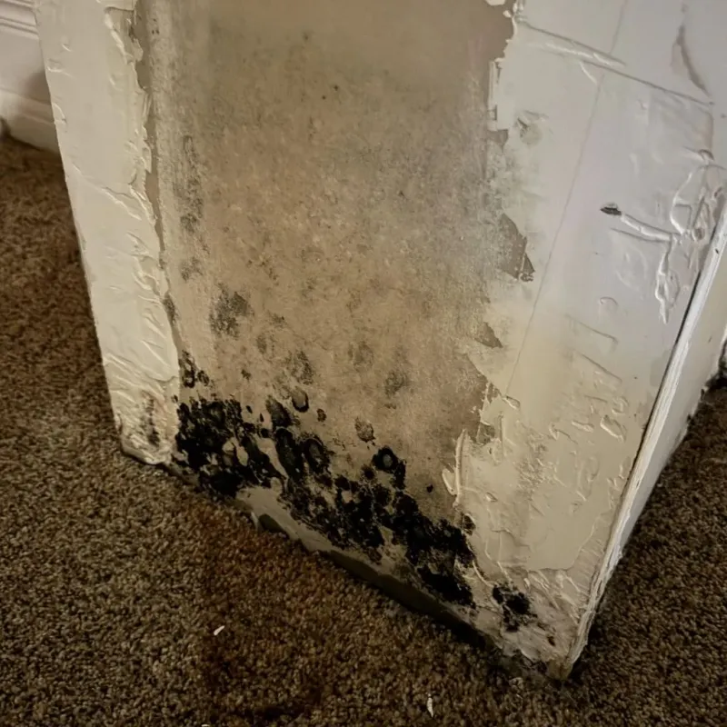 Professional Mold Removal in Fremont County, CO